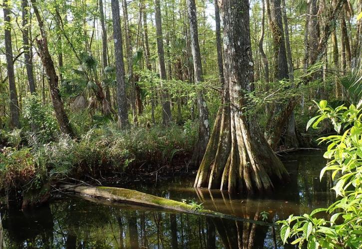 A view of the forest in Fakahatchee Strand Preserve State Park.